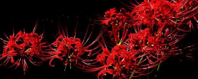 黑色彼岸花的花语是什么