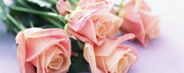 11朵粉色玫瑰花语是什么