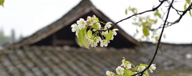 清明节什么时候可以开始扫墓