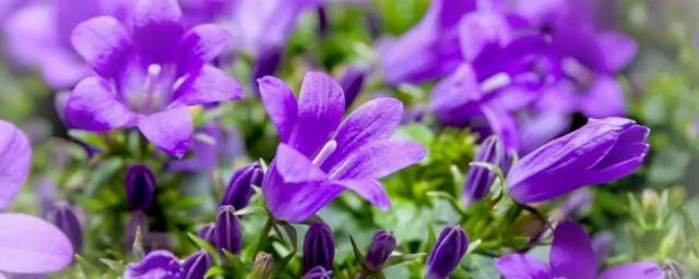 紫色桔梗花的花语是什么