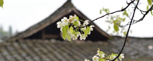 清明节是什么情景