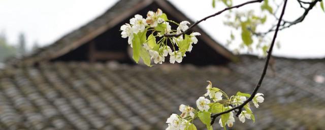 清明节是什么节气