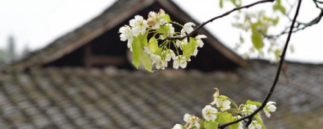 清明节传统节日风俗活动