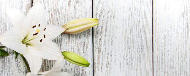 6朵百合代表什么意思