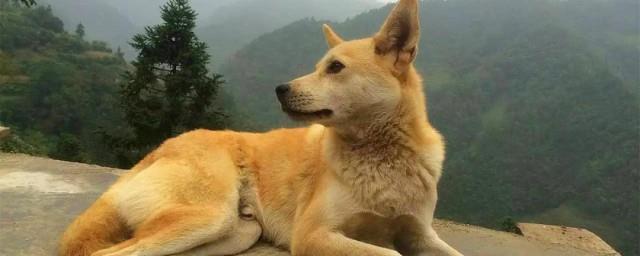土狗是什么意思