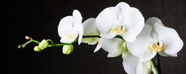 兰花代表什么含义