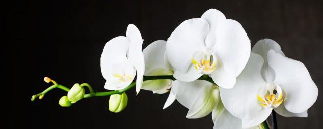 刚种下的兰花如何浇水