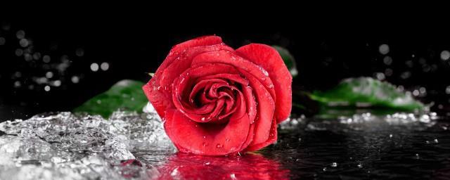 玫瑰花什么意思