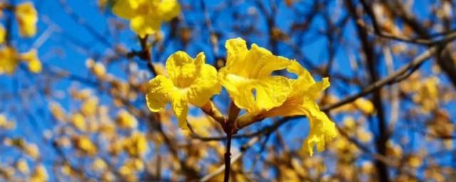 黄花风铃木花语