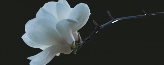 玉兰花花语和寓意