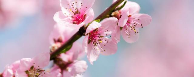 家里摆桃花寓意是什么