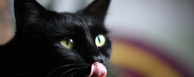 梦到黑猫