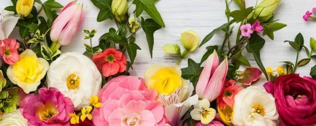 最全花语大全