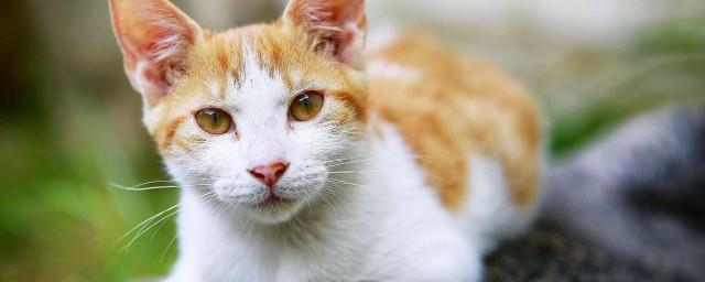 养猫的男人什么性格