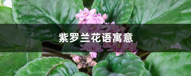 紫罗兰的花语和寓意