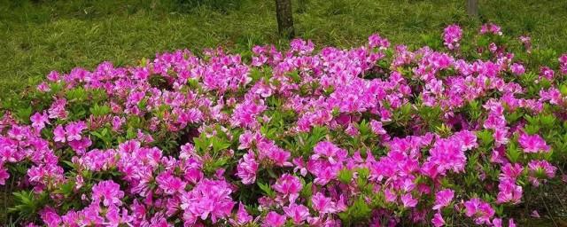 成都的市花是哪种花