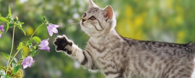 朋友圈晒猫说说
