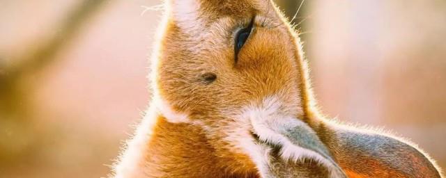 袋鼠挠胸是什么意思