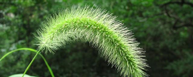 狗尾草花语与寓意