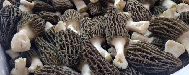 羊肚菌孕妇一次放几个