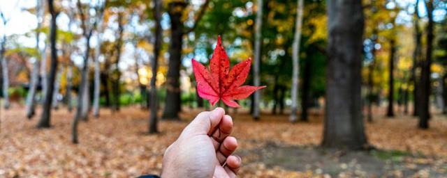 适合秋天树叶发朋友圈的句子