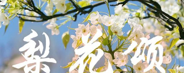 梨花颂歌词是什么意思