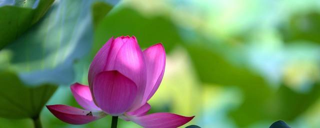 马蹄莲花语是什么意思
