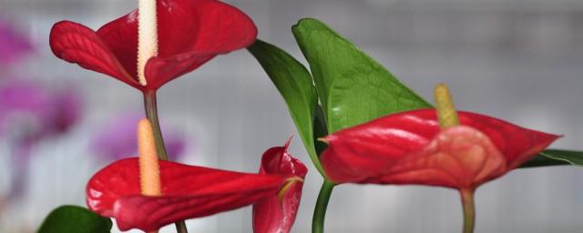 红掌的花语是什么
