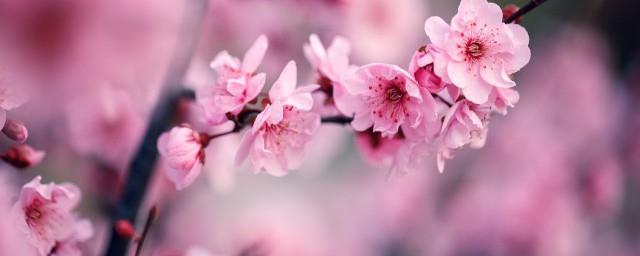 梅花有什么象征意义