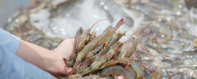 梦见捞虾是什么意思