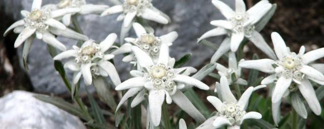 雪绒花的寓意