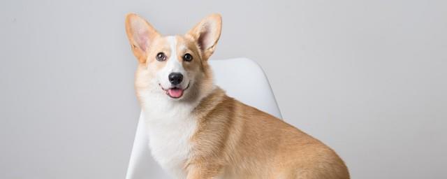 狗生独子寓意