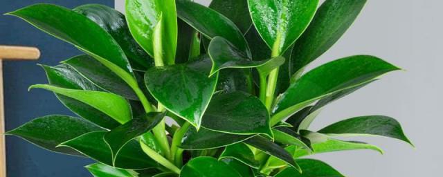 绿公主植物寓意