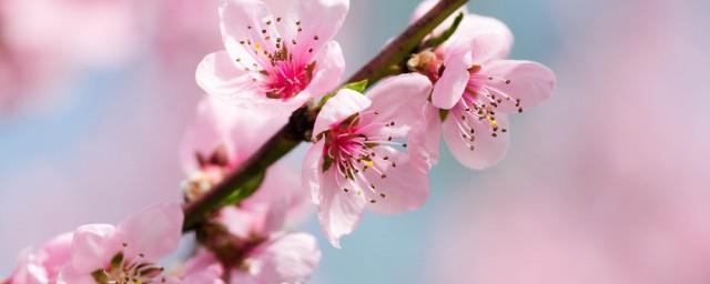 早上梦见桃花