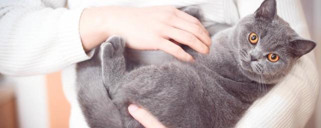 梦见自己被猫咬