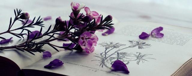 肥鯮和井盖是什么梗