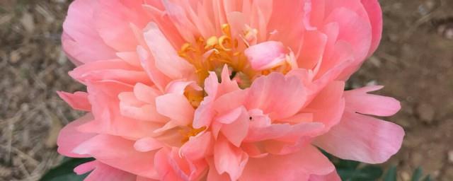 落日珊瑚芍药花语是什么