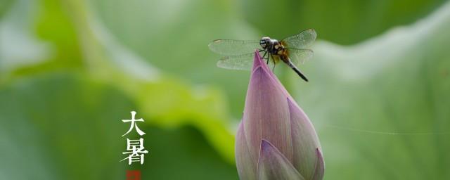 大暑时怎么吃