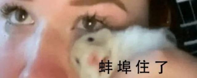 蚌埠住了是谁的梗
