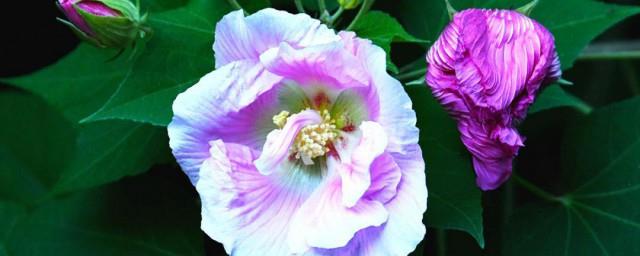 芙蓉花的寓意