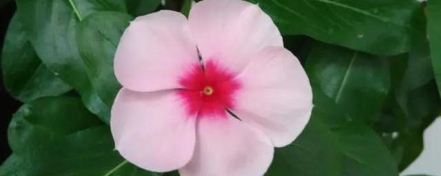 长春花花语是什么