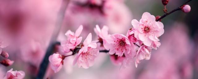 梅花是什么生肖