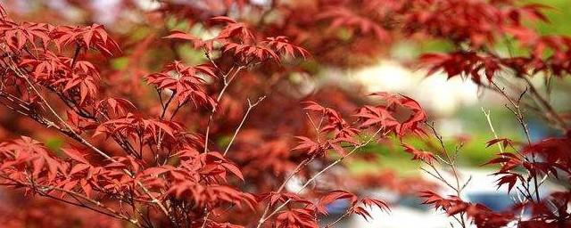 家里种红枫好吗吉利吗