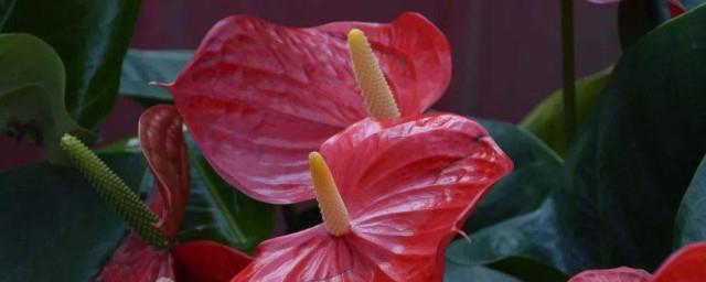 水塔花寓意