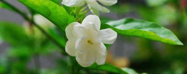 送茉莉花是什么意思