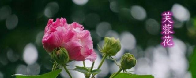 芙蓉雨歌词什么解释
