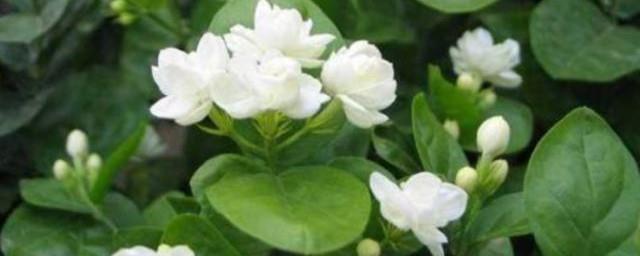 关于茉莉花的诗句
