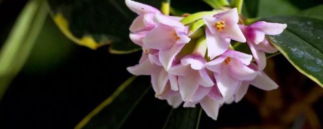 瑞香花的花语和寓意是什么