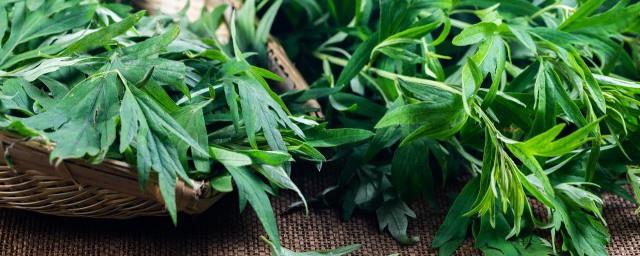 端午节东北人插艾蒿是为什么