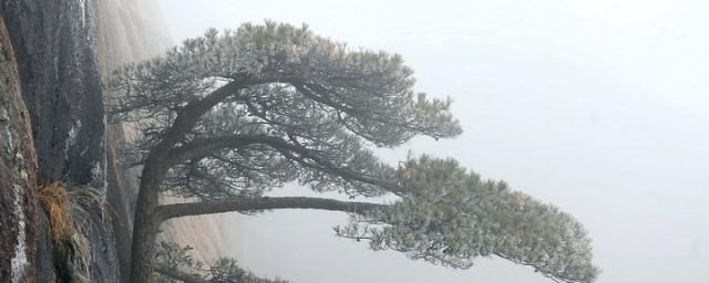罗汉松的寓意是什么